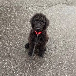 Meet your Posher, Leigh